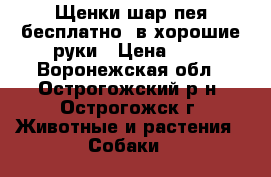 Щенки шар-пея бесплатно, в хорошие руки › Цена ­ 1 - Воронежская обл., Острогожский р-н, Острогожск г. Животные и растения » Собаки   